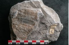 Foto (Detailansicht) von Asterophyllites sp.  (NHMW-GEO-2024-0188-10990)